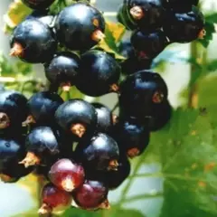 Смородина черная Дар Смольяниновым