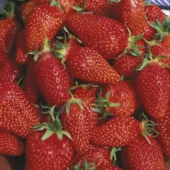 Земляника (Клубника) микс