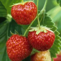 Земляника (Клубника) Мице Шиндлер