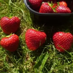 Земляника (Клубника) Дарояль