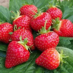 Земляника (Клубника) Хоней