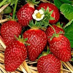 Земляника (Клубника) Корона
