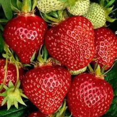 Земляника (Клубника) Остара ремонтантная