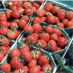 Земляника (Клубника) Полка