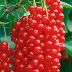 Смородина красная Джонкер Ван Тетс