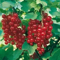 Смородина красная Натали