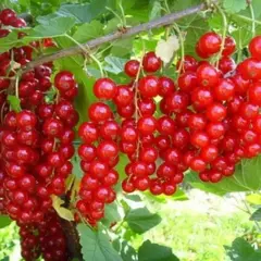 Смородина красная