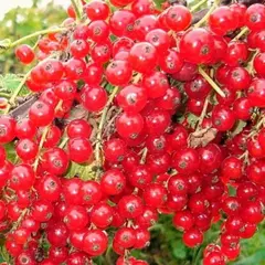 Смородина красная микс