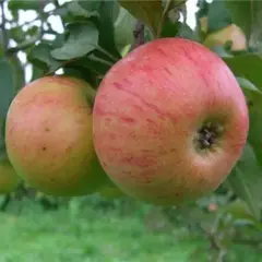 Яблоня Медуница (полукарликовый подвой)