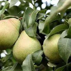 Груша Сказочная