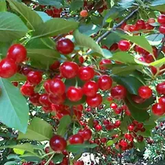 Вишня Прима