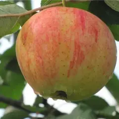 Яблоня Орлинка (семенной подвой)