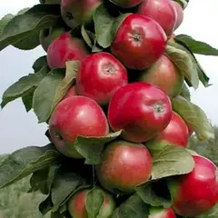 Яблоня колоновидная Валюта С6