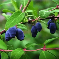 Жимолость съедобная Дуэт