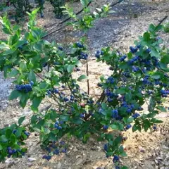 Голубика садовая Блюкроп