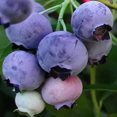 Голубика садовая Голдтраубе
