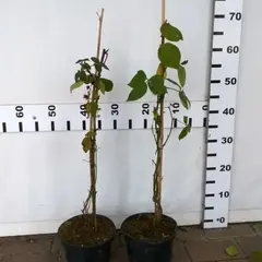 Ежевика Лох Несс