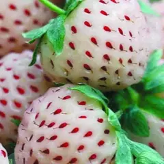 Земляника (Клубника) Ананас