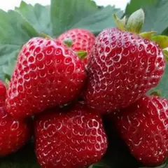 Земляника (Клубника) Диамант ремонтантная