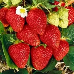 Земляника (Клубника) Ламбада