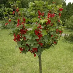 Смородина красная на штамбе Джонкер Ван Тетс