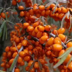 Облепиха крушиновидная Ботаническая любительская (жен)