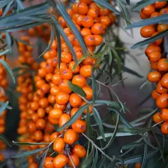 Облепиха крушиновидная Превосходная (жен)