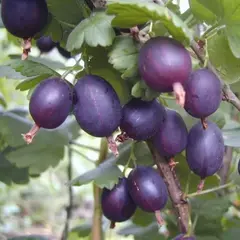 Йошта Рекст