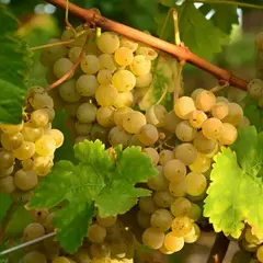 Виноград плодовый Донской желтый