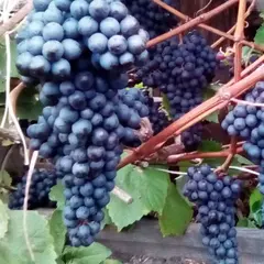 Виноград плодовый Заря Севера