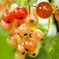 Смородина золотистая Сибирское Солнышко