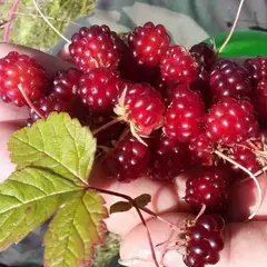 Поляника (княженика) Марика