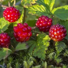 Поляника (княженика) Меспи