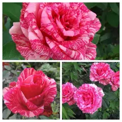 Роза чайно-гибридная Пинк Интуишн