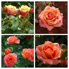 Роза чайно-гибридная Черри Бренди