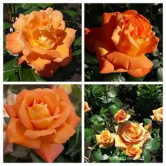 Роза чайно-гибридная Луи де Фюнес