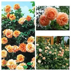 Роза плетистая Полька