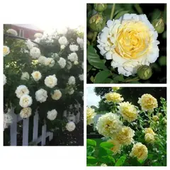 Роза плетистая Сирано Де Бержерак