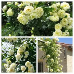 Роза плетистая Эльф