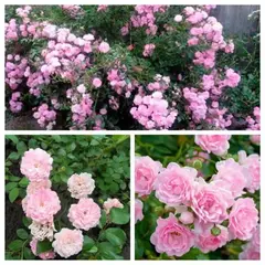 Роза почвопокровная Фейри