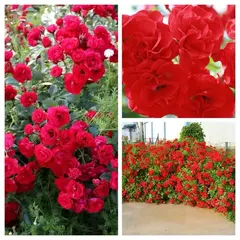 Роза почвопокровная Скарлет