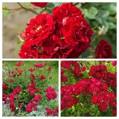 Роза почвопокровная Фейри Данс