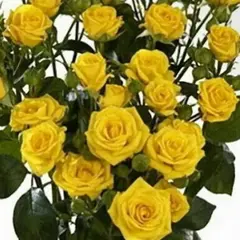 Роза спрей Сан Сити