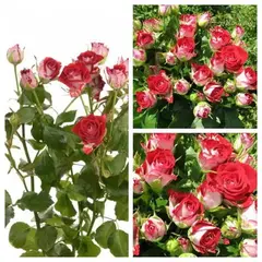 Роза спрей Руби Стар