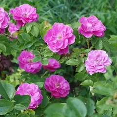 Роза канадская Чарльз Албанэль корнесобственная