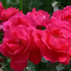 Роза канадская Джордж Ванкувер корнесобственная