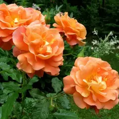 Роза шраб Вестерланд