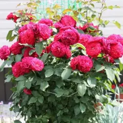 Роза на штамбе Мона Лиза