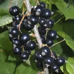 Смородина черная Июньская