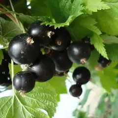 Смородина черная Татьянин день